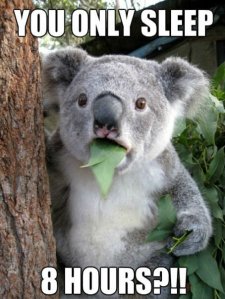 funny-pictures-auto-koala-sleep-371532